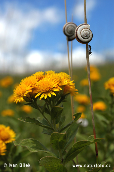 Oman nemecký (Inula germanica)