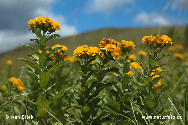 Oman nemecký (Inula germanica)