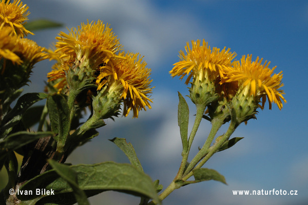 Oman nemecký (Inula germanica)