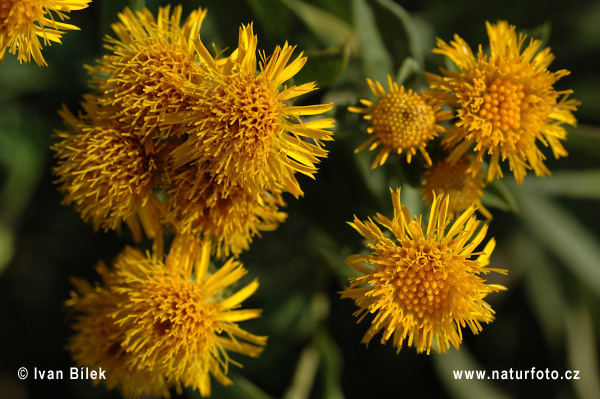 Oman nemecký (Inula germanica)