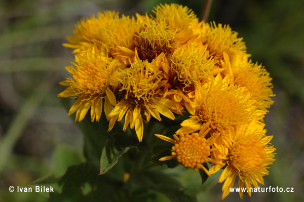 Oman nemecký (Inula germanica)