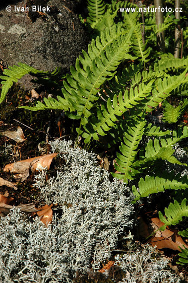 Osladič obecný (Polypodium vulgare)