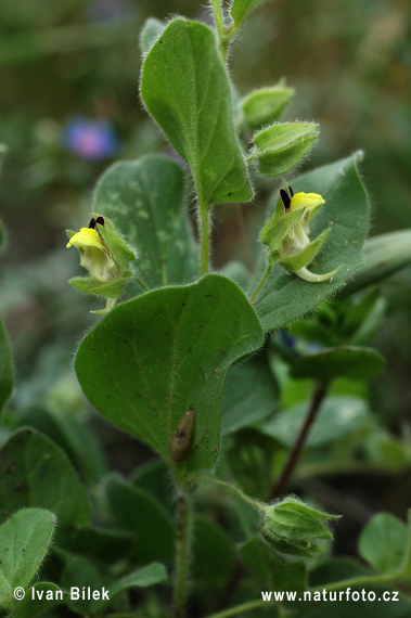 Oštepovka pochybná (Kickxia spuria)