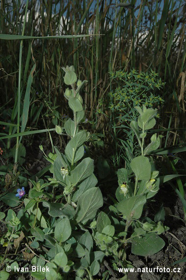 Oštepovka pochybná (Kickxia spuria)