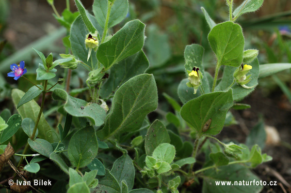 Oštepovka pochybná (Kickxia spuria)