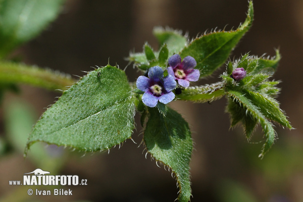 Ostrolist ležatý (Asperugo procumbens)