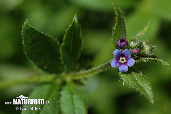 Ostrolist ležatý (Asperugo procumbens)