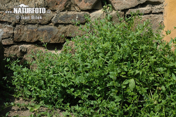 Ostrolist ležatý (Asperugo procumbens)