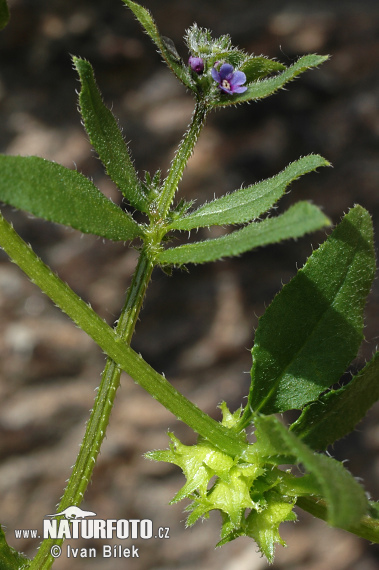 Ostrolist ležatý (Asperugo procumbens)