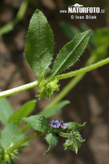 Ostrolist ležatý (Asperugo procumbens)