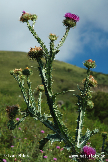 Ostropes obyčajný (Onopordum acanthium)