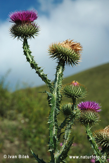 Ostropes obyčajný (Onopordum acanthium)