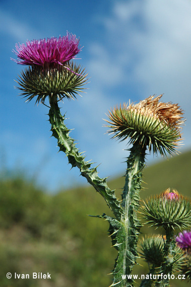 Ostropes obyčajný (Onopordum acanthium)