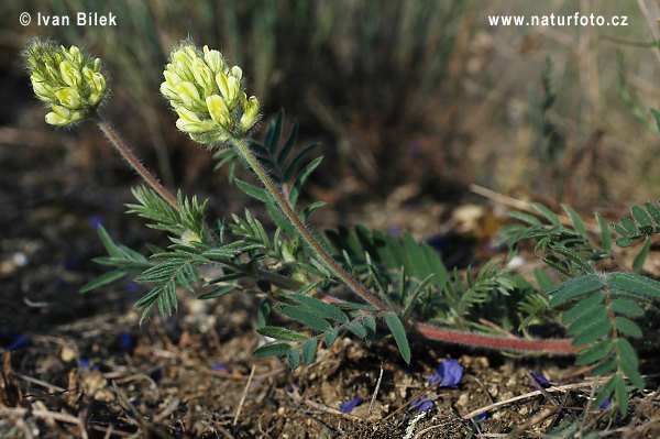 Ostropysk chlpatý (Oxytropis pilosa)