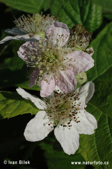 Ostružiník hebký (Rubus amphimalacus)