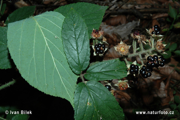 Ostružiník modrozelený (Rubus lividus)