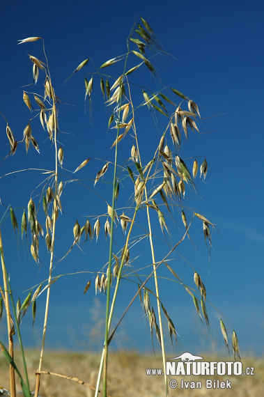 Ovos hluchý (Avena fatua)