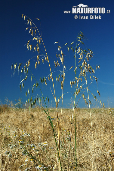 Ovos hluchý (Avena fatua)