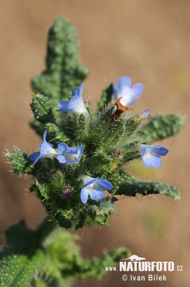 Pŕhlica roľná (Lycopsis arvensis)