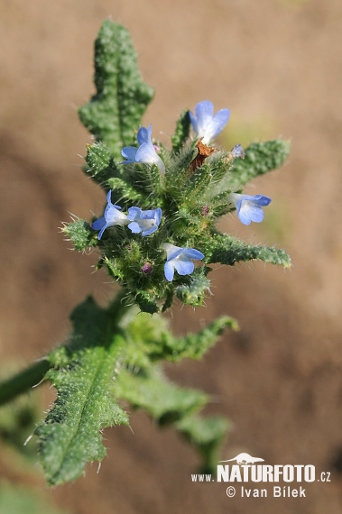 Pŕhlica roľná (Lycopsis arvensis)