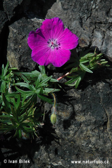 Pakost krvavý (Geranium sanguineum)