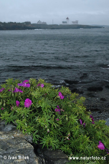 Pakost krvavý (Geranium sanguineum)