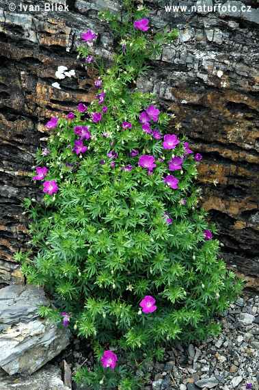 Pakost krvavý (Geranium sanguineum)