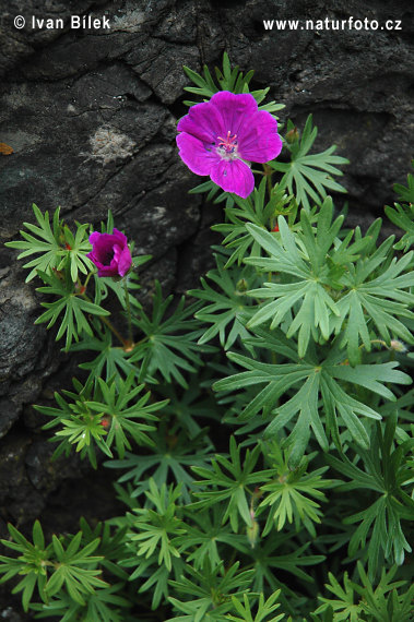 Pakost krvavý (Geranium sanguineum)