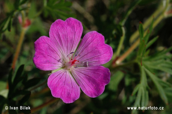 Pakost krvavý (Geranium sanguineum)