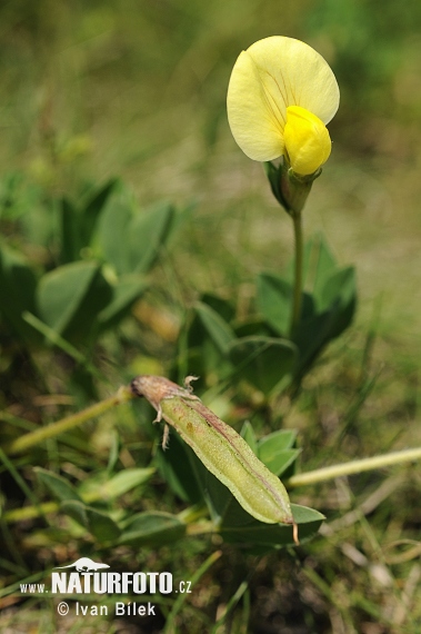 Paľadenec prímorský (Tetragonolobus maritimus)