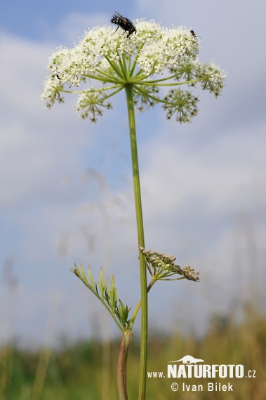 Pálčivka žilkatá (Cnidium dubium)