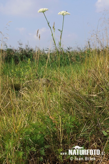 Pálčivka žilkatá (Cnidium dubium)