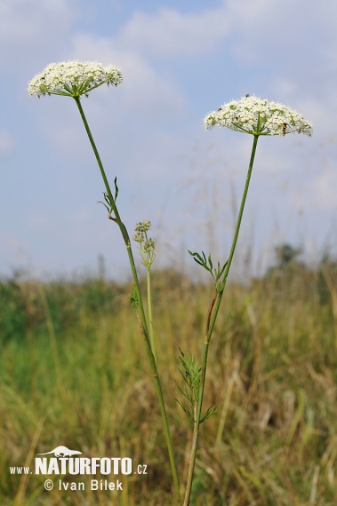 Pálčivka žilkatá (Cnidium dubium)