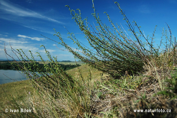 Palina poľná (Artemisia campestris)