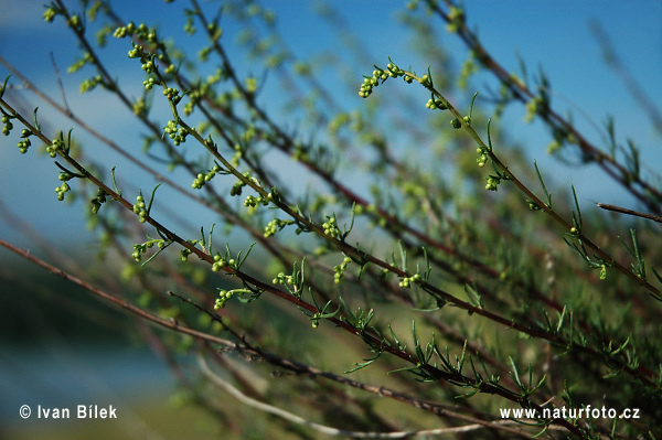 Palina poľná (Artemisia campestris)