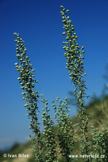 Palina pontická (Artemisia pontica)