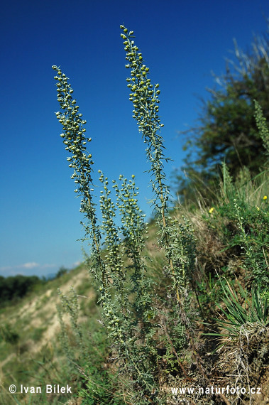 Palina pontická (Artemisia pontica)