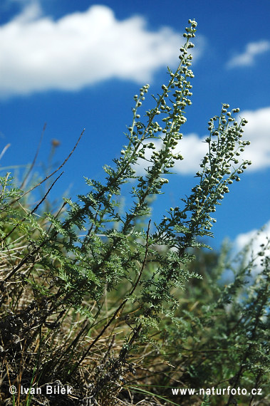 Palina pontická (Artemisia pontica)