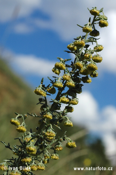 Palina pontická (Artemisia pontica)