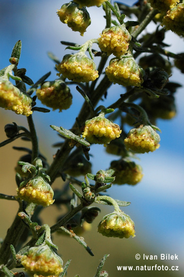 Palina pontická (Artemisia pontica)