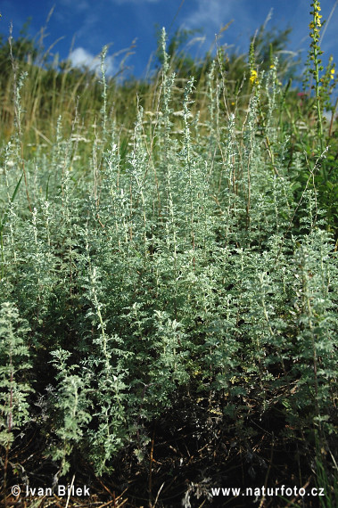 Palina pontická (Artemisia pontica)