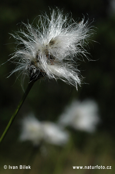 Páperník pošvatý (Eriophorum vaginatum)