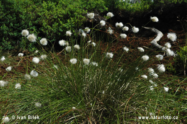 Páperník pošvatý (Eriophorum vaginatum)