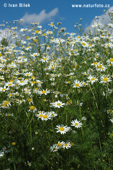 Parumanček nevoňavý (Tripleurospermum inodorum)