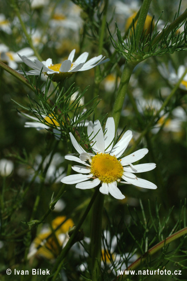 Parumanček nevoňavý (Tripleurospermum inodorum)