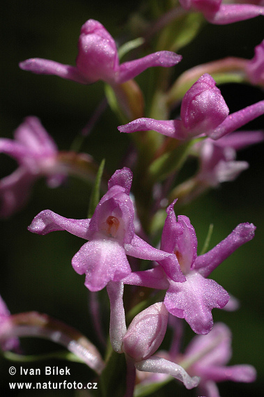 Päťprstnica obyčajná (Gymnadenia conopsea subsp. conopsea)