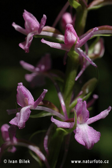 Päťprstnica obyčajná (Gymnadenia conopsea subsp. conopsea)