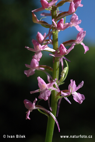 Päťprstnica obyčajná (Gymnadenia conopsea subsp. conopsea)