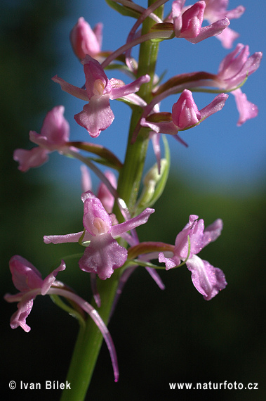 Päťprstnica obyčajná (Gymnadenia conopsea subsp. conopsea)