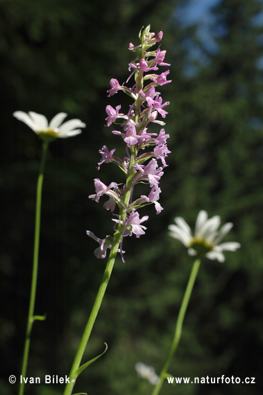 Päťprstnica obyčajná (Gymnadenia conopsea subsp. conopsea)